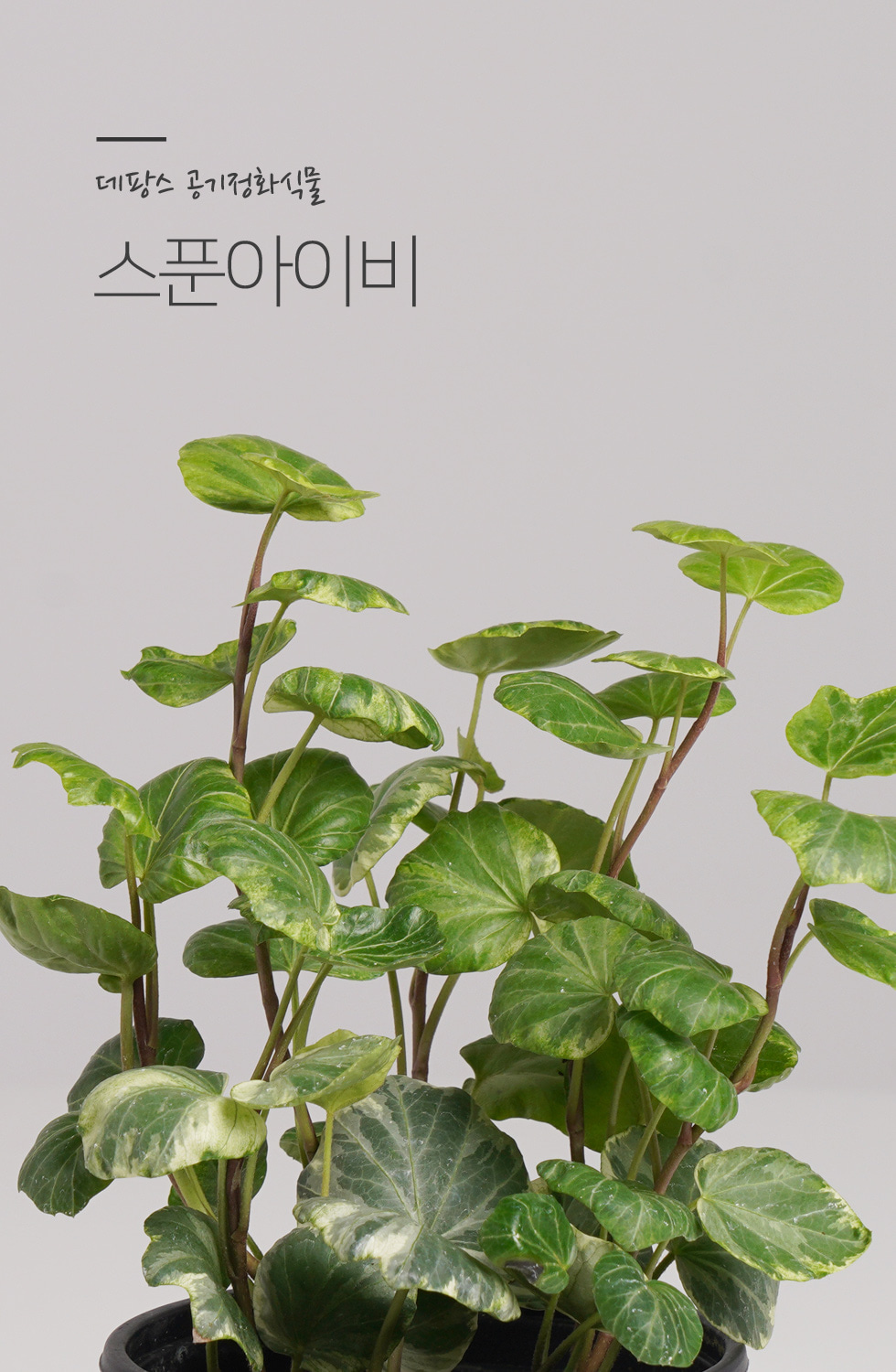 식물 > 스푼 아이비 키우기쉬운 실내공기정화식물 인테리어식물 소형 모종 | 오늘의집 쇼핑 스푼 아이비 키우기쉬운 실내공기정화식물... 