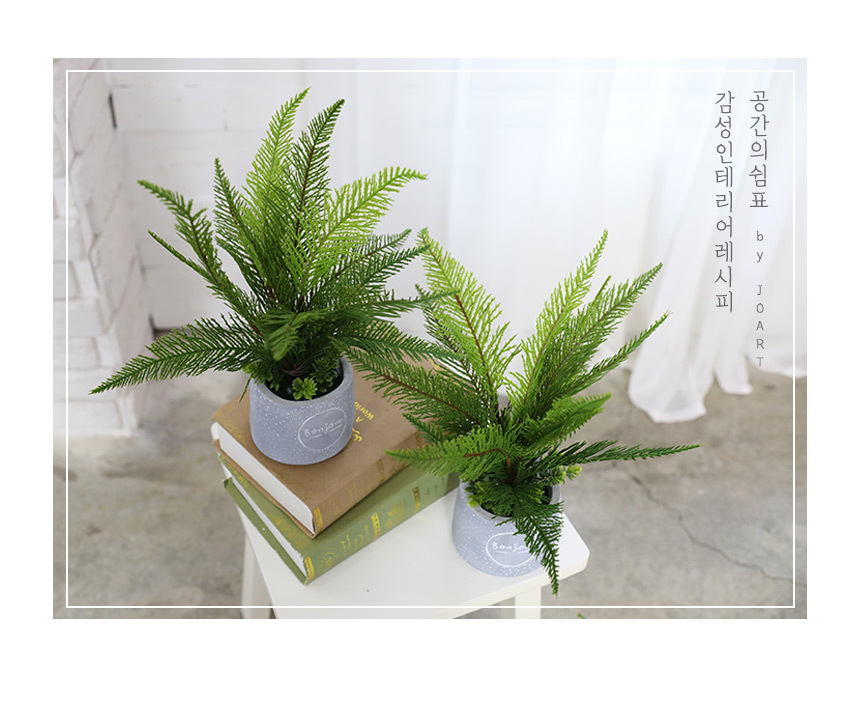 조화 > 인조나무 인테리어 조화 화분 솔향고사리 2p set | 오늘의집 쇼핑 인조나무 인테리어 조화 화분 솔향고사리 2p set
