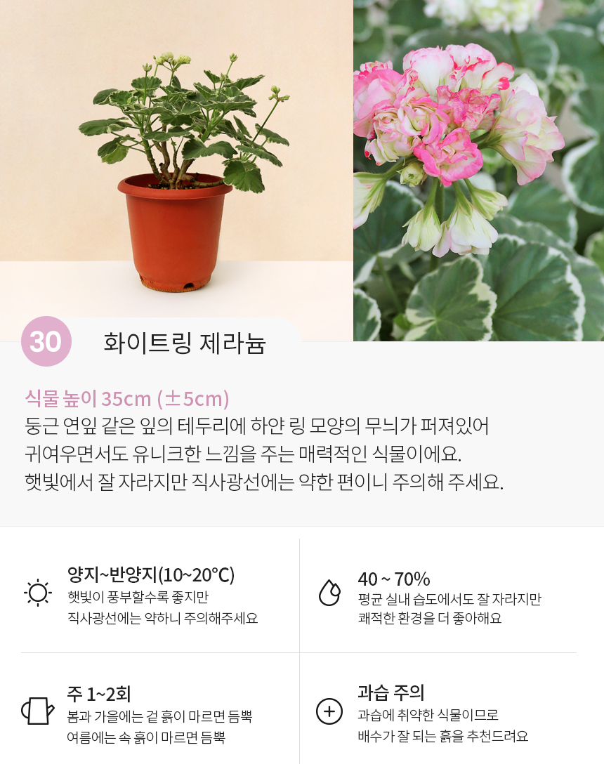 식물 > 화이트링 제라늄 싱그러운 중형 식물 꽃 모종 | 예쁜템들 모여사는 오늘의집 스토어 화이트링 제라늄 싱그러운 중형 식물 꽃 모종