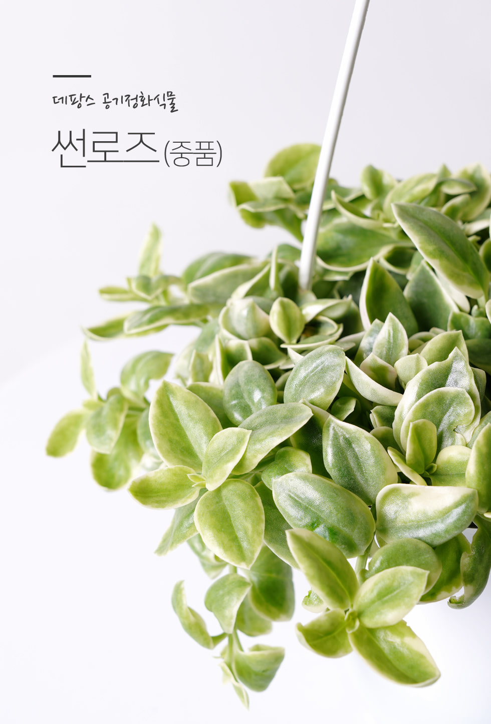 식물 > 썬로즈 중형 키우기쉬운 실내공기정화식물 인테리어식물 모종 | 오늘의집 쇼핑 썬로즈 중형 키우기쉬운 실내공기정화식물 인테리어식물 모종