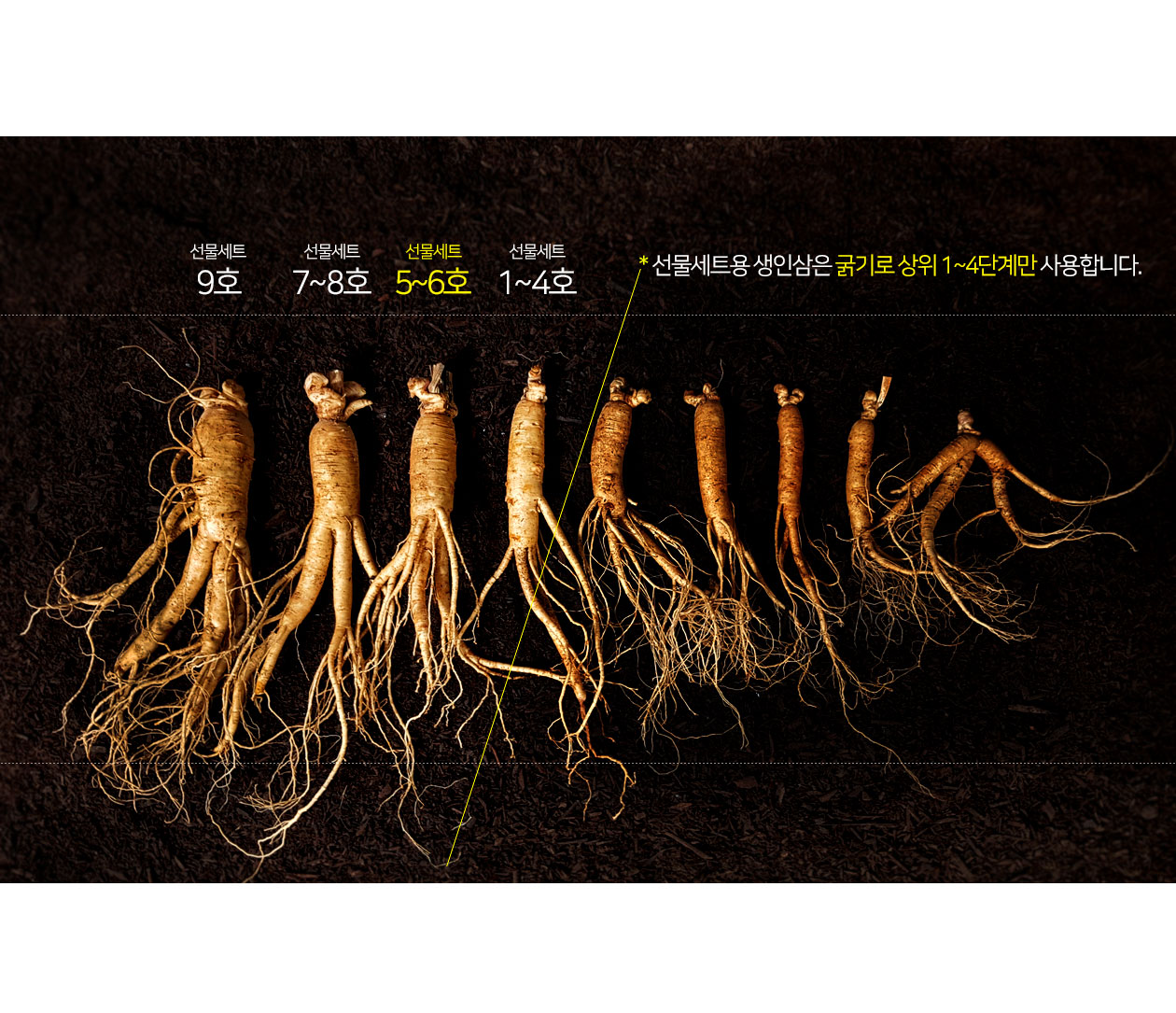 홍삼·인삼 > 국내산 인삼 15뿌리 수삼 선물세트5호 | 오늘의집 쇼핑 국내산 인삼 15뿌리 수삼 선물세트5호