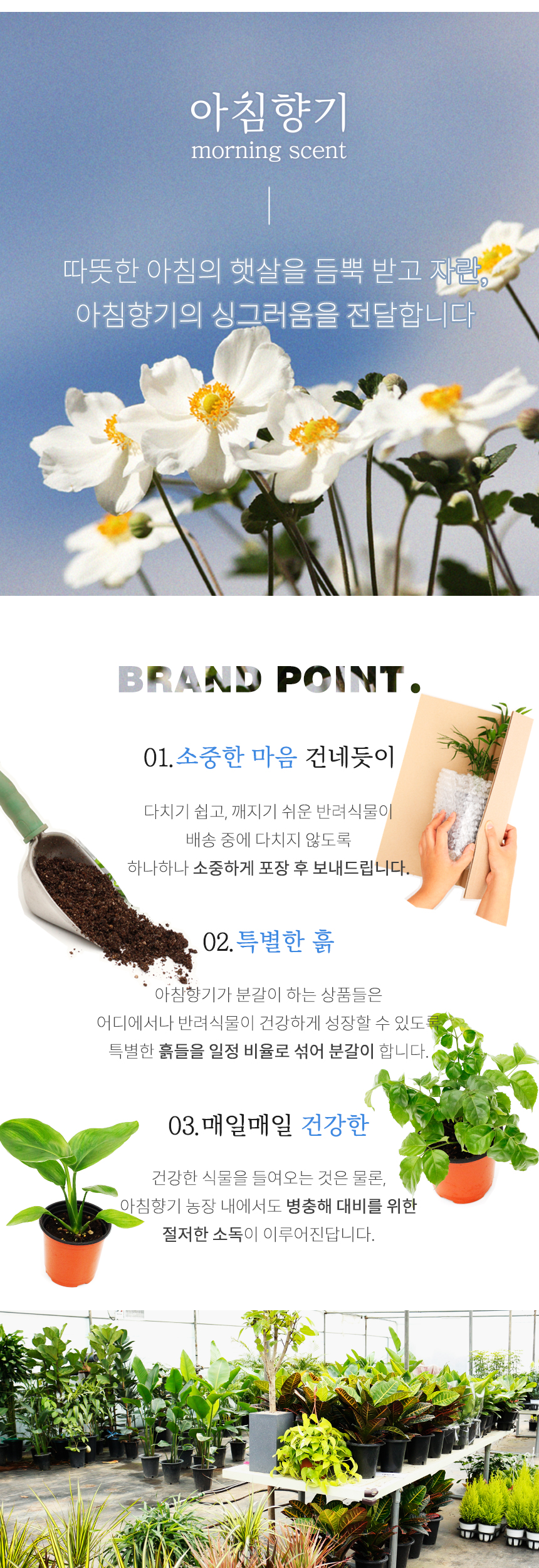 식물 > 여인초_소형기본포트 실내공기정화식물 | 오늘의집 쇼핑