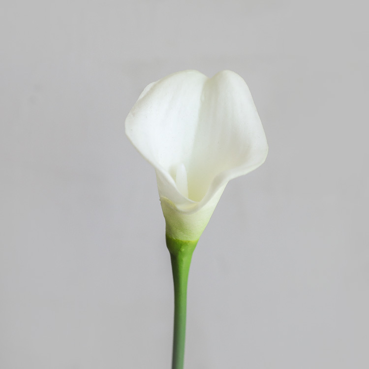조화 > 미니 화이트 카라 조화 장식 | 오늘의집 쇼핑 미니 화이트 카라 조화 장식